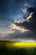 Řepkové pole - oblíbené téma fotografa