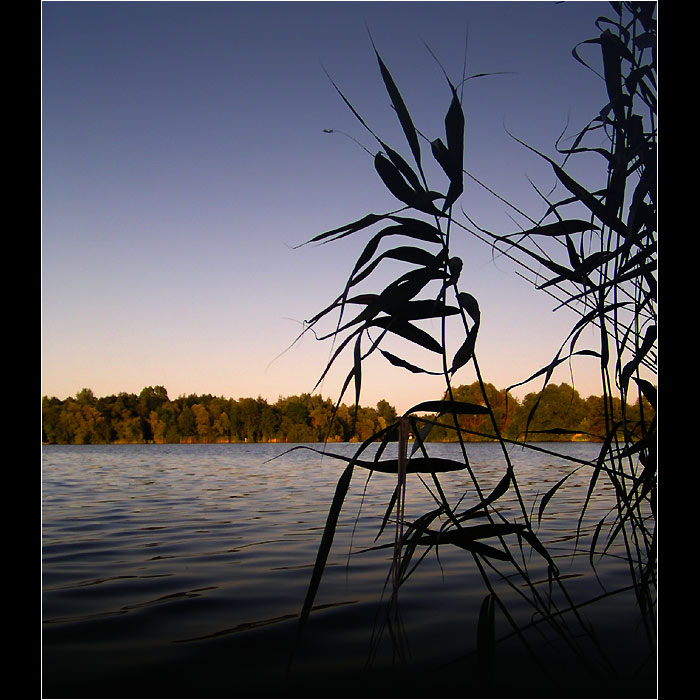 Na číhané v rákosí