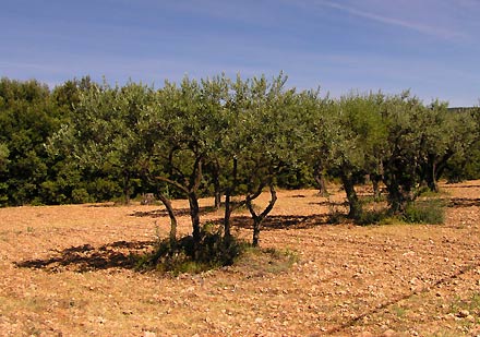 Olivový háj - škoda, že olivy ještě nebyly zralé